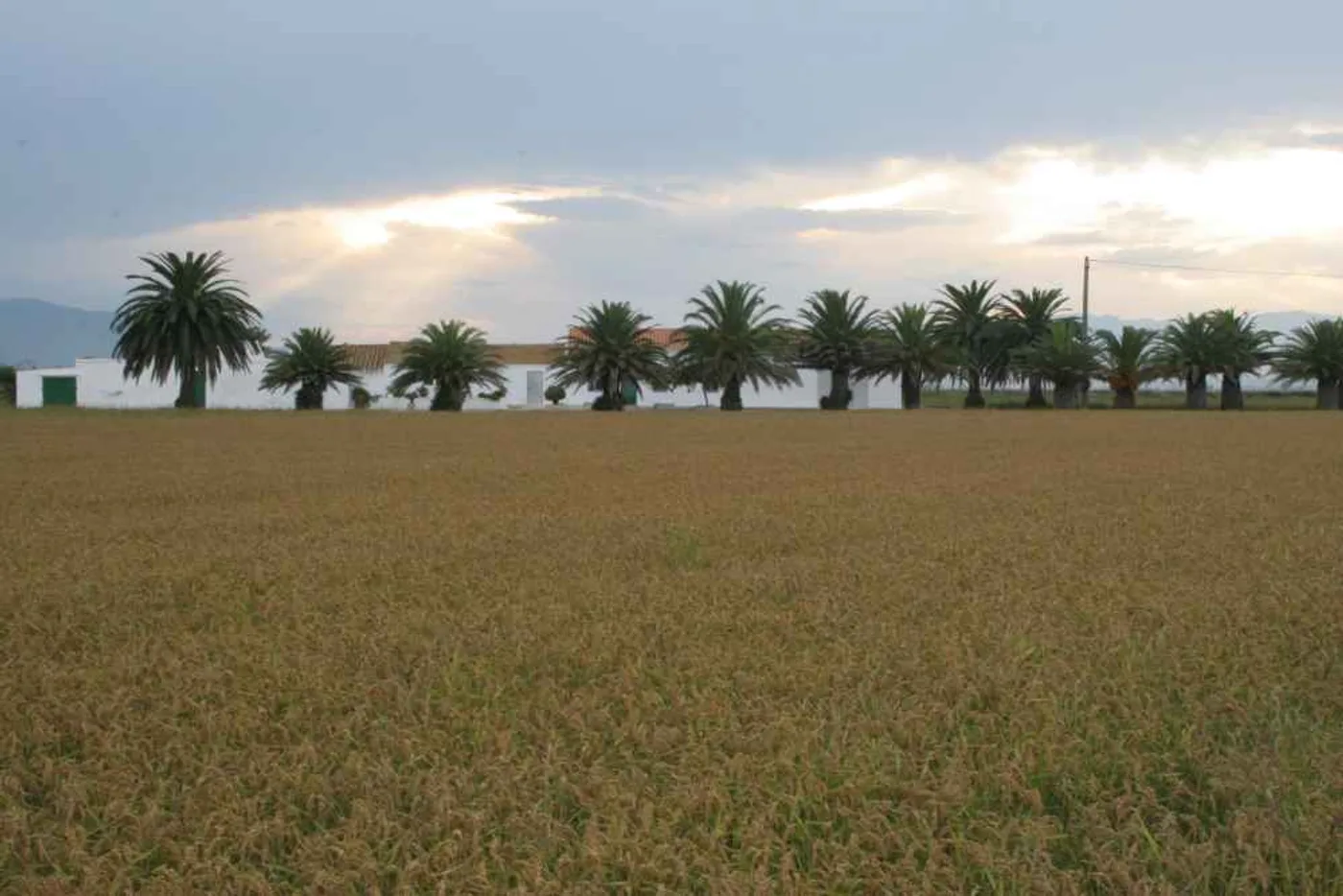 Delta del Ebro, Deltebre