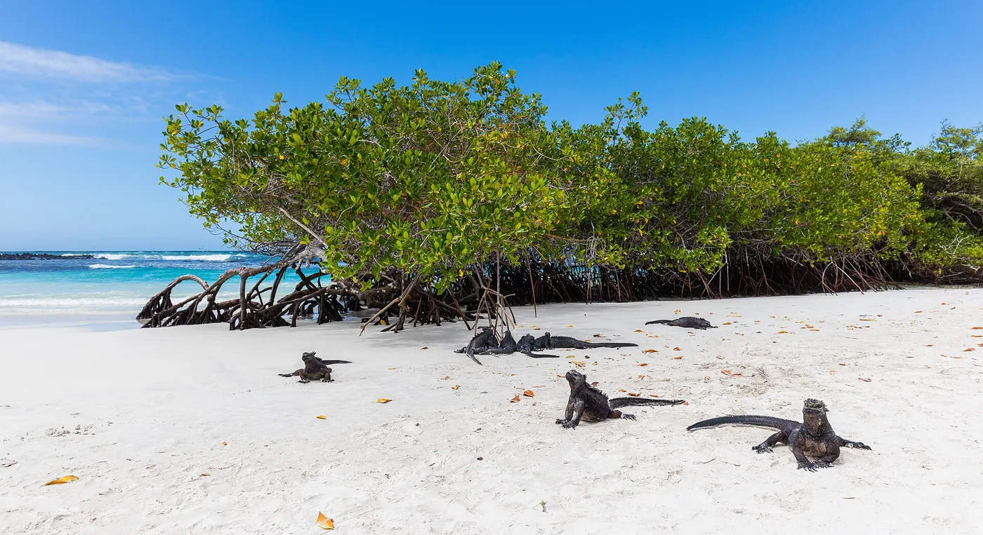 Islas Galápagos, Puerto Ayora (Santa Cruz)