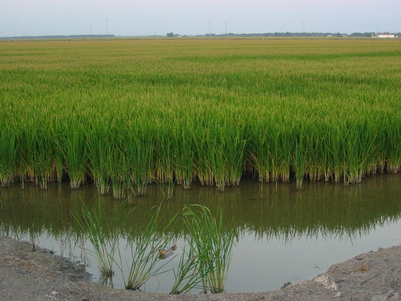 Marismas de Isla Mayor, Isla Mayor